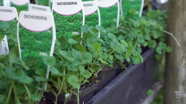 Small pots of Dichondra growing in a nursery.