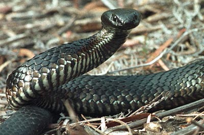 Tasmanian tiger snake