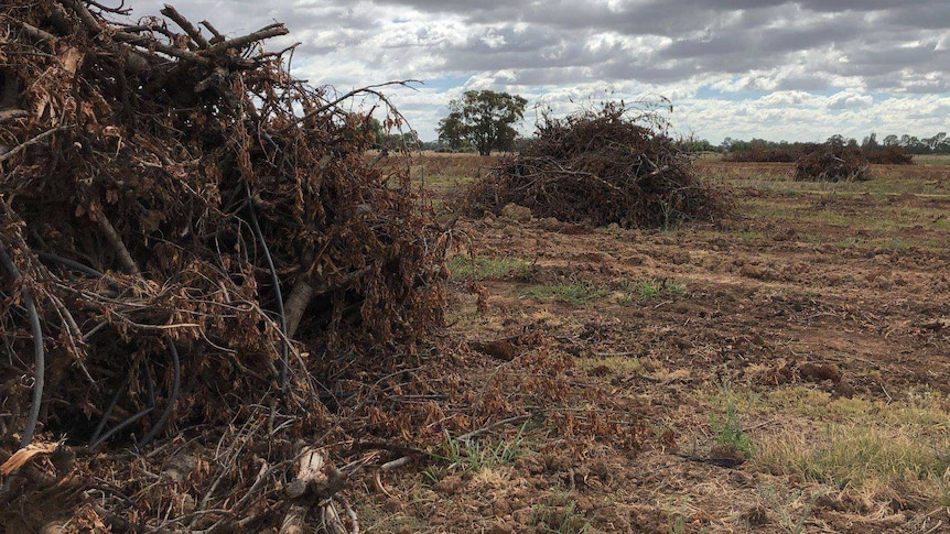 Bulldozed cherry trees on a property in Wyuna, in north-east Victoria