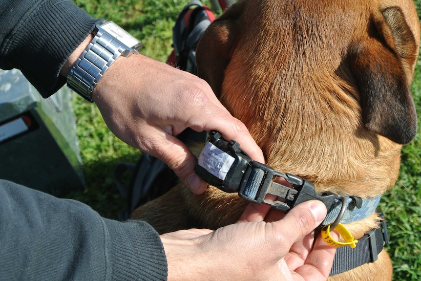 A man fits a GPS tracker on a dog's collar.