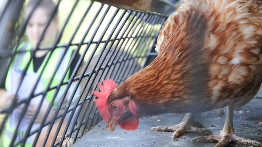 A chicken looks for food in the rescue van