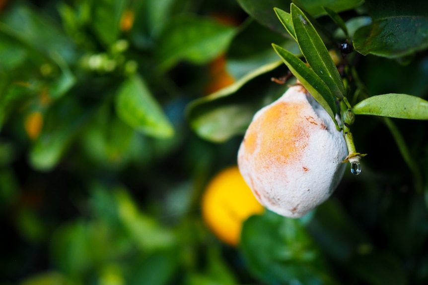 A rotting orange on a tree near Griffith. 