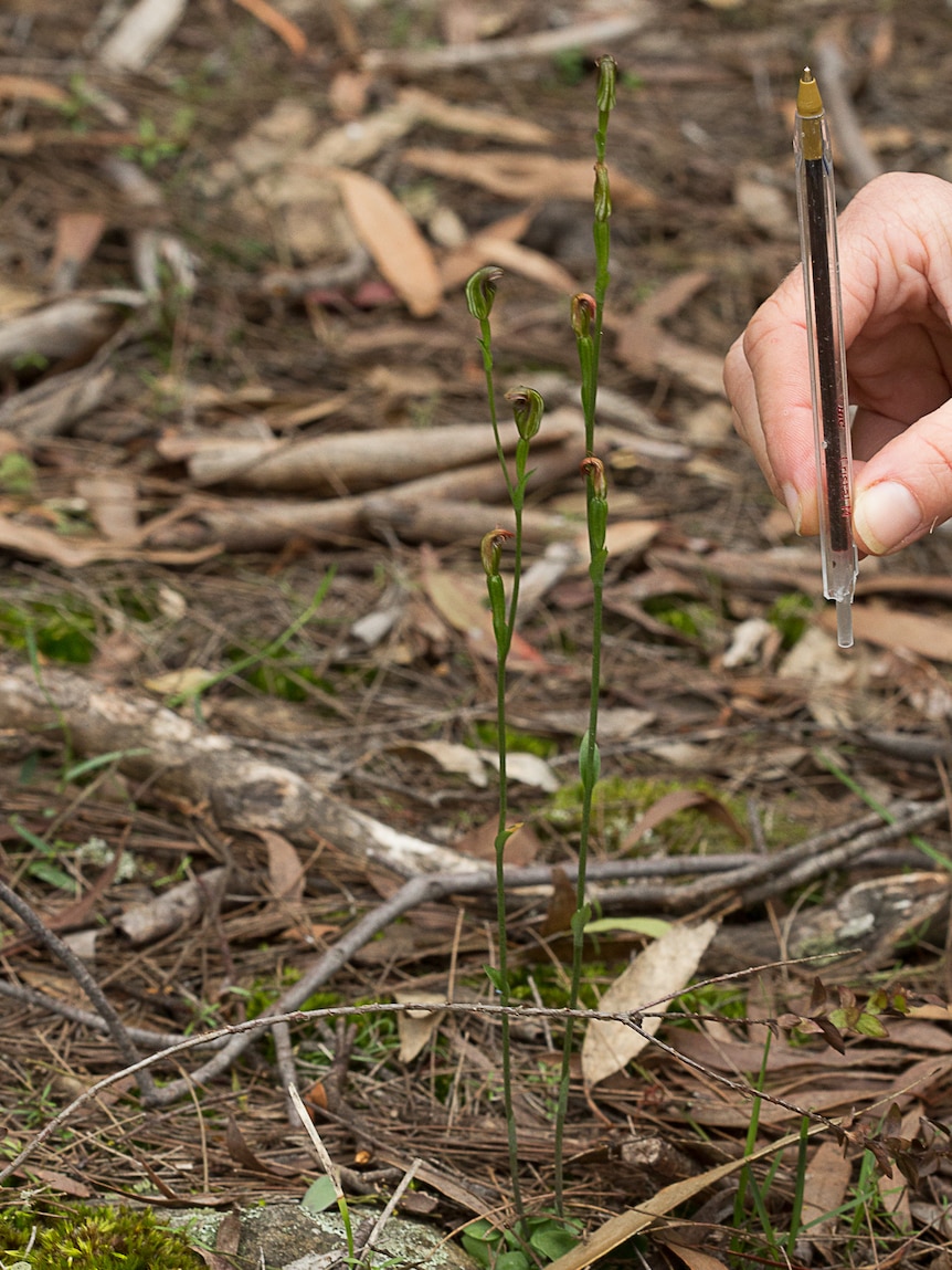 A pen is held up near a pot-bellied greenhood orchid, which the pen about half the height of the plant.