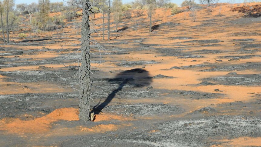 Mala sheltering in burnt out enclosure in Central Australia