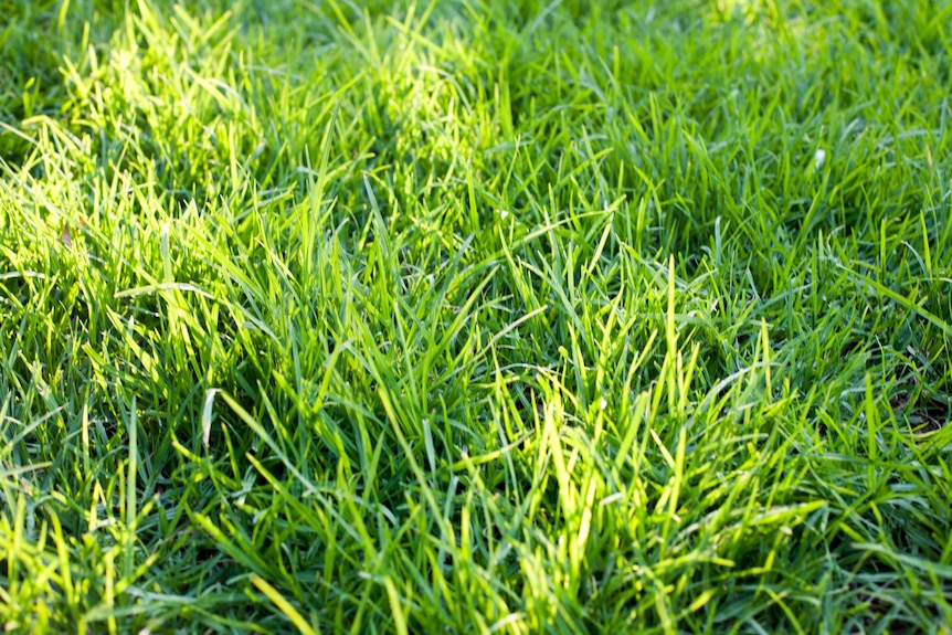 Green grass unkempt