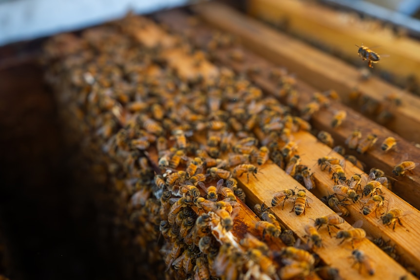 Image of bees on a wooden beehive.