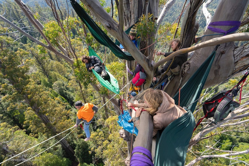 Six people camp in the branches of a giant Tassie tree