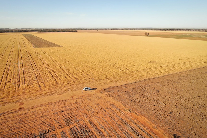 A white car sits in the middle of an aerial photograph of a yellow barley crop during the drought.
