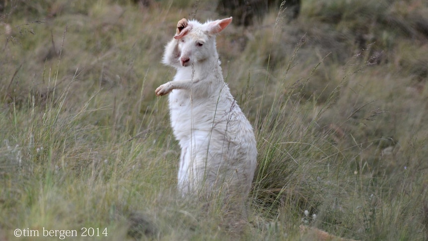 Albino wallaroo