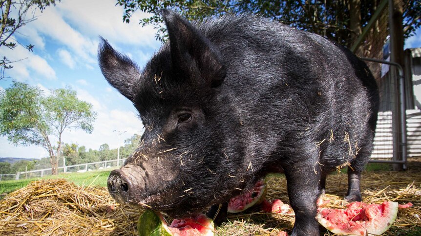 A black pig eats watermelon.