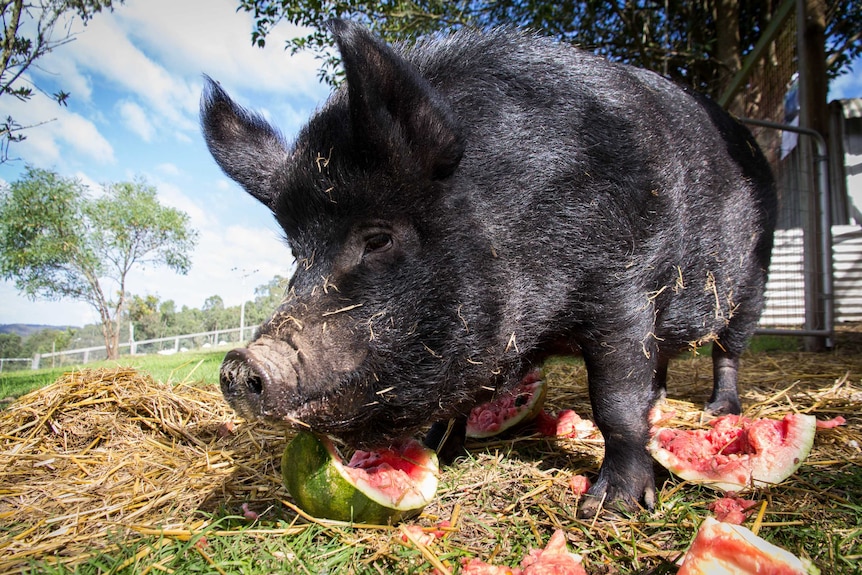 A black pig eats watermelon.