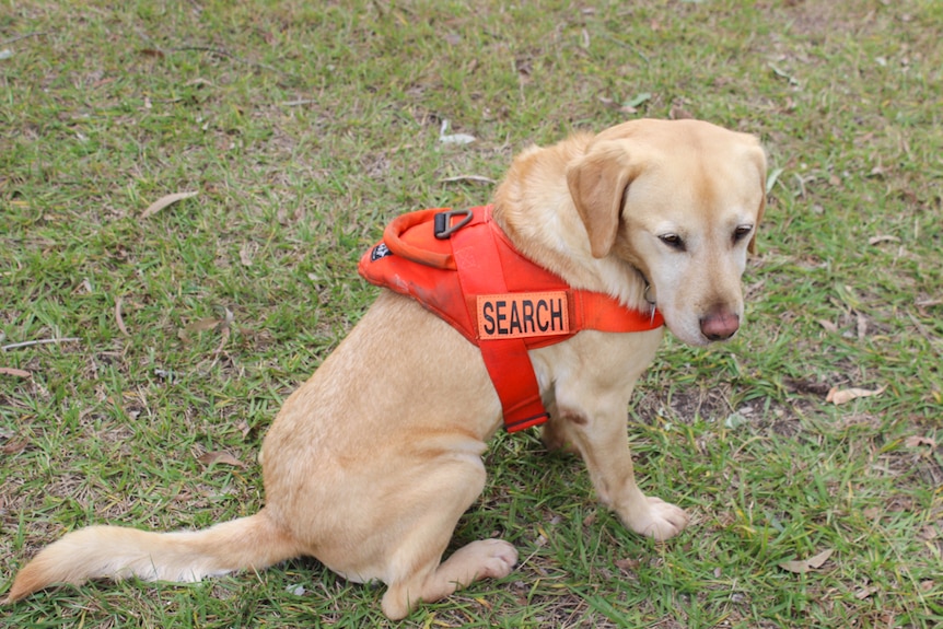 Canon the sniffer dog gets ready to search for fire ants.