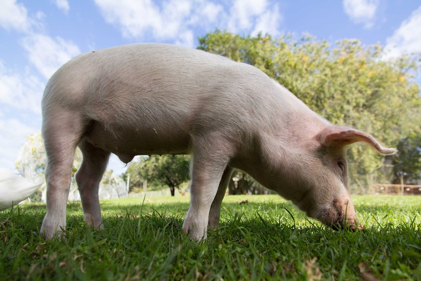 A pink pig eats grass.