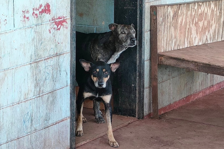 Two dogs peer out from the door of a brick house