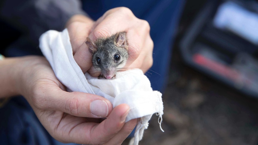 Threatened marsupial, the red-tailed phascogale