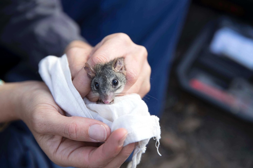 Threatened marsupial, the red-tailed phascogale
