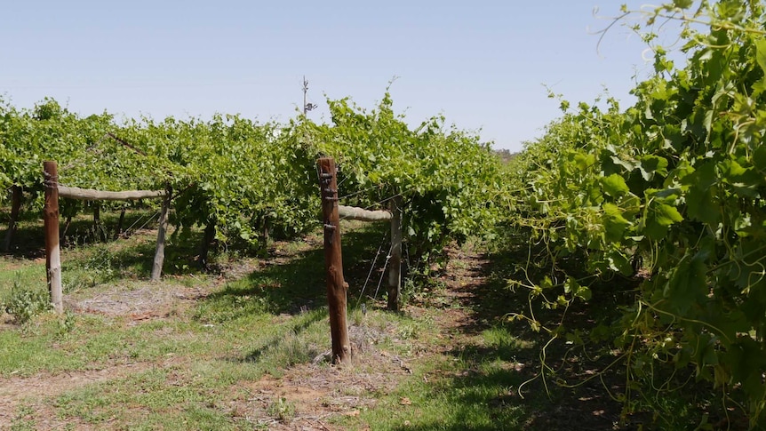Rows of table grape Vines