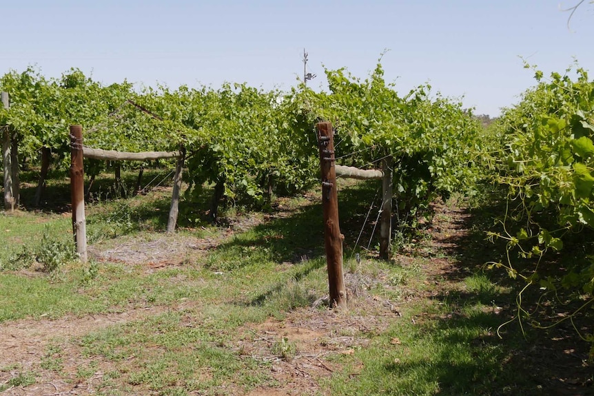 Rows of table grape Vines