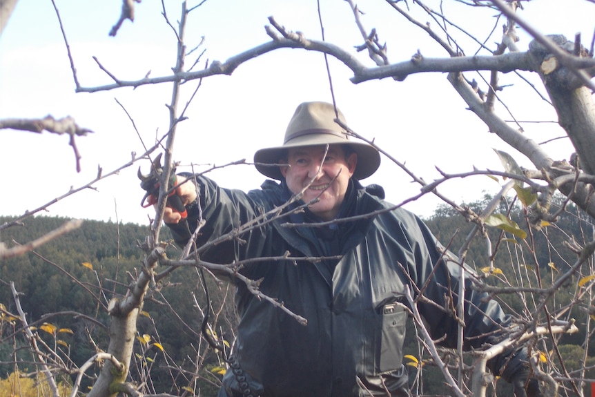  a man reaches to prune an apple branch
