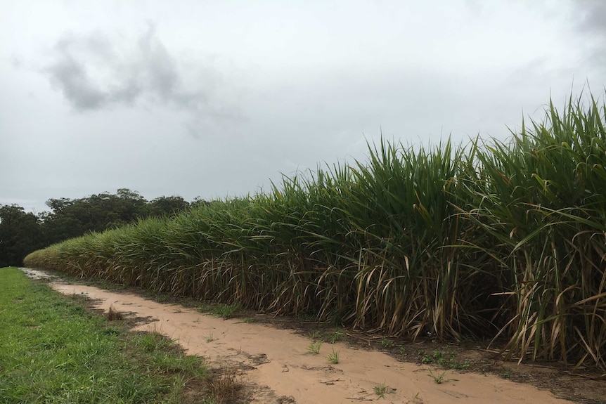 A crop of sugar cane with grey skies in the background.