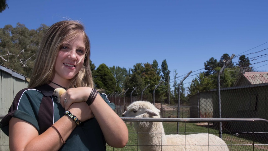 A girl holding a chick with a fence behind her and an alpaca behind the fence
