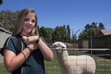 A girl holding a chick with a fence behind her and an alpaca behind the fence