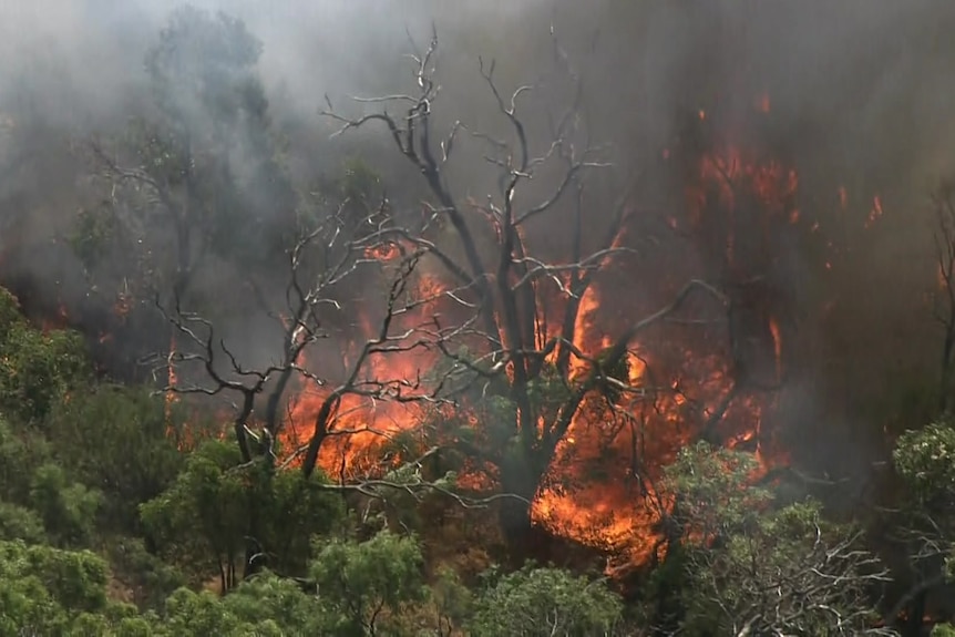 A tree burning in a pocket of bushland