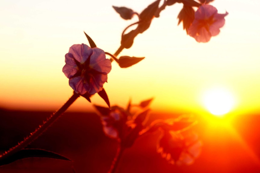 The sun rises behind a wildflower near Roebourne in the WA Kimberley.