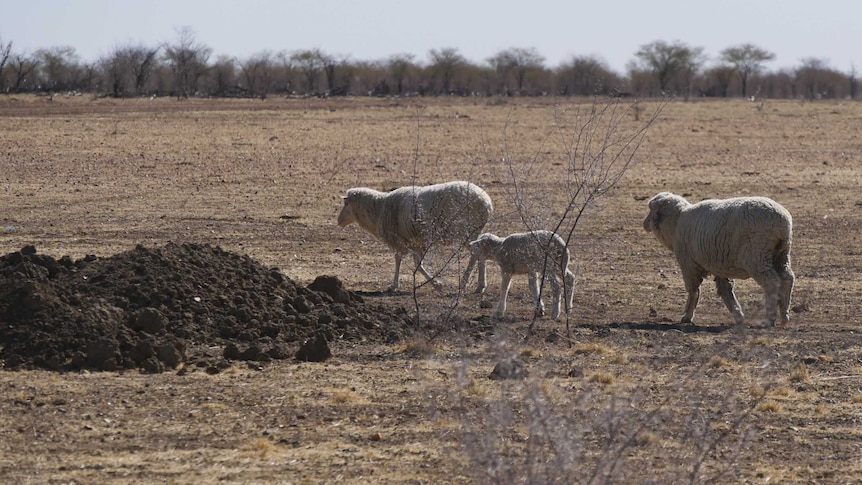 Sheep in dry Paddock on Viola Station.