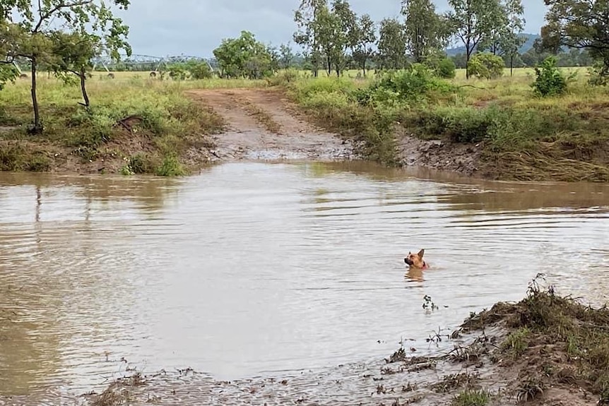 A flooded creek, dog's heading sticking out of the water.