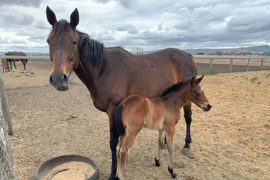 A brown mare and foal stand in a paddock.