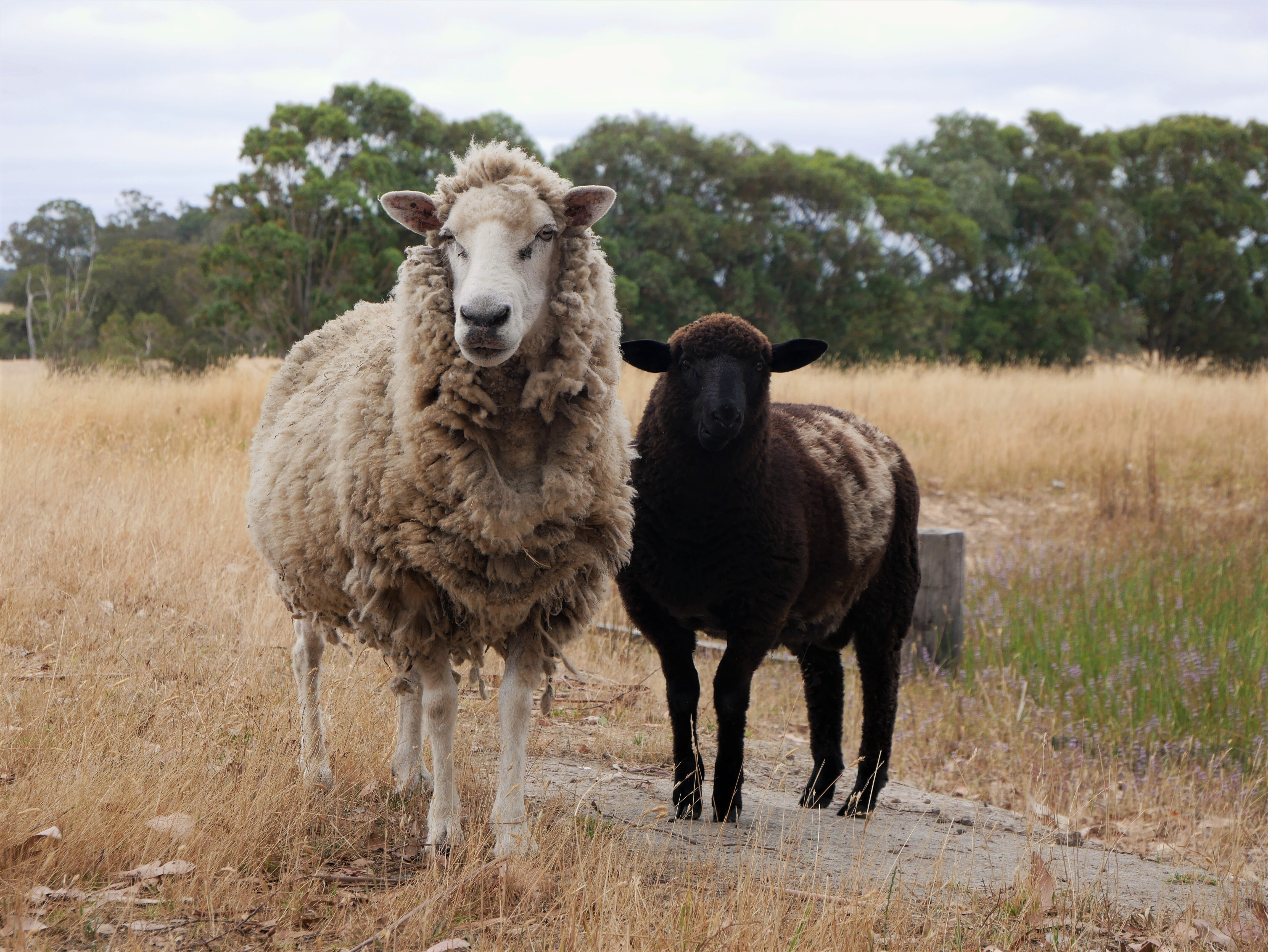 Denmark farmers open butcher shop to process own lambs and boost