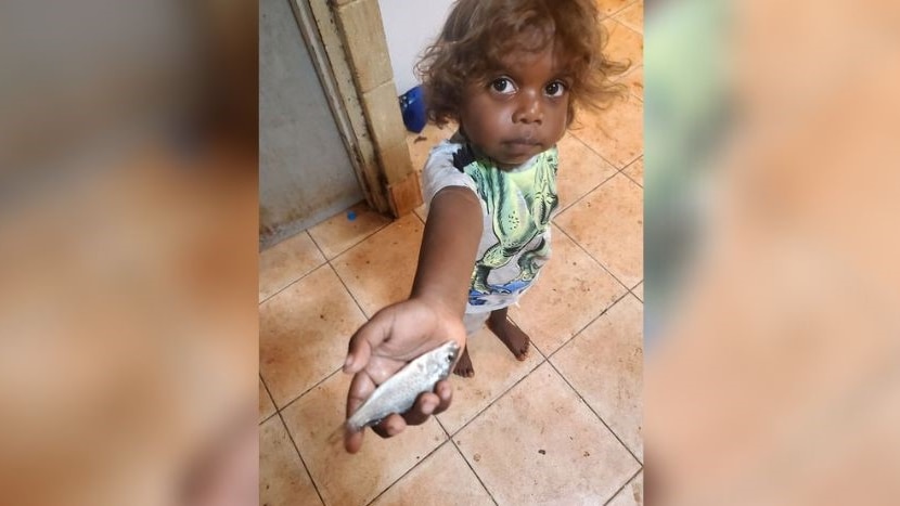 Fish 'rained from the sky', outback community says, in freak