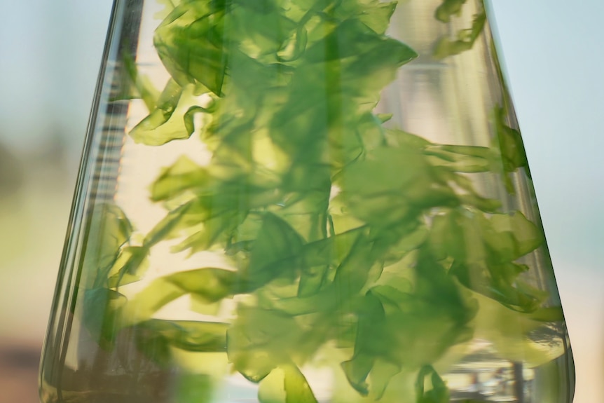 a glass beaker full of water and green seaweed