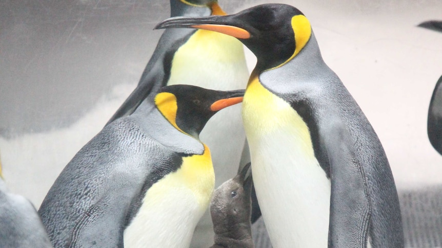 Two King penguin chicks born as part of Sea World breeding program on Gold  Coast - ABC News