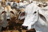 Brahman cattle on a Cape York Peninsula station