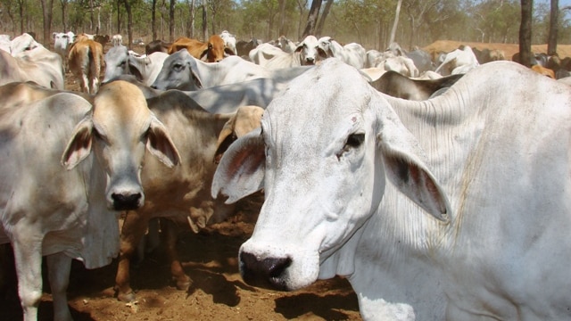 Brahman cattle on Watson River Station, near Weipa, on Cape York Peninsula