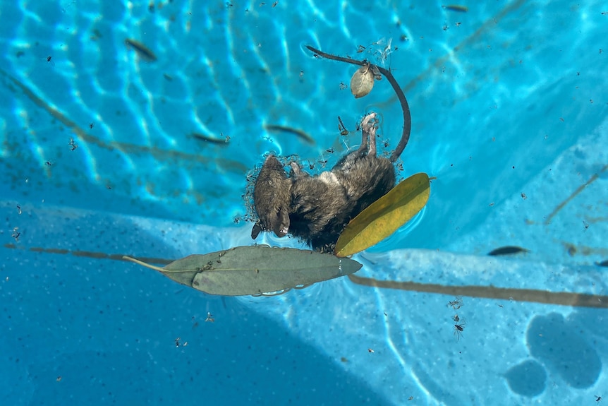 Mouse floating in a pool of water