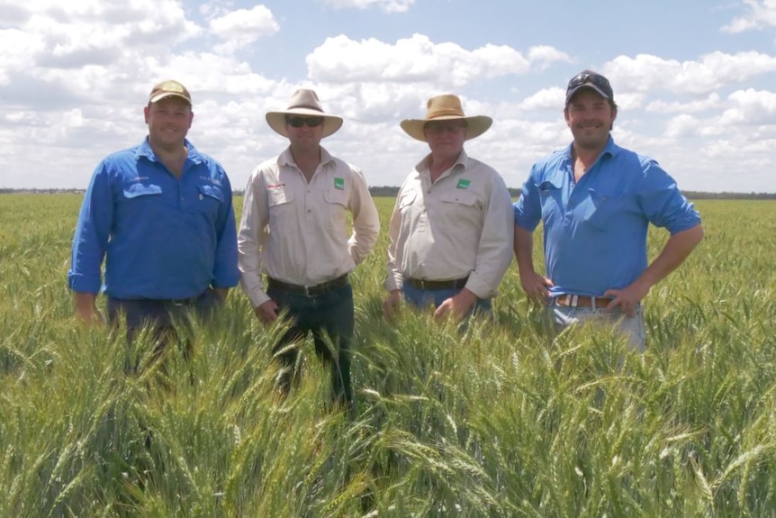 Four men stand in a field of wheat ready to be harvested.