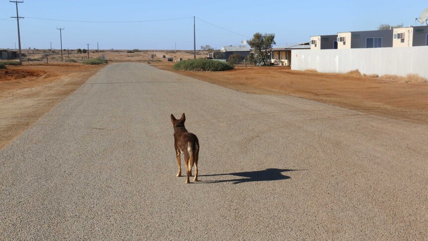 Wide shot of a dog standing in the middle of a quiet road, looking away from camera.