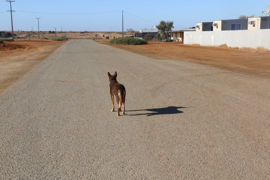 Wide shot of a dog standing in the middle of a quiet road, looking away from camera.