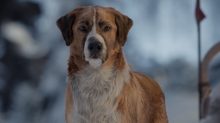 A large St. Bernard/Scotch Collie dog with focused and serious expression stands in cold and snowy terrain.