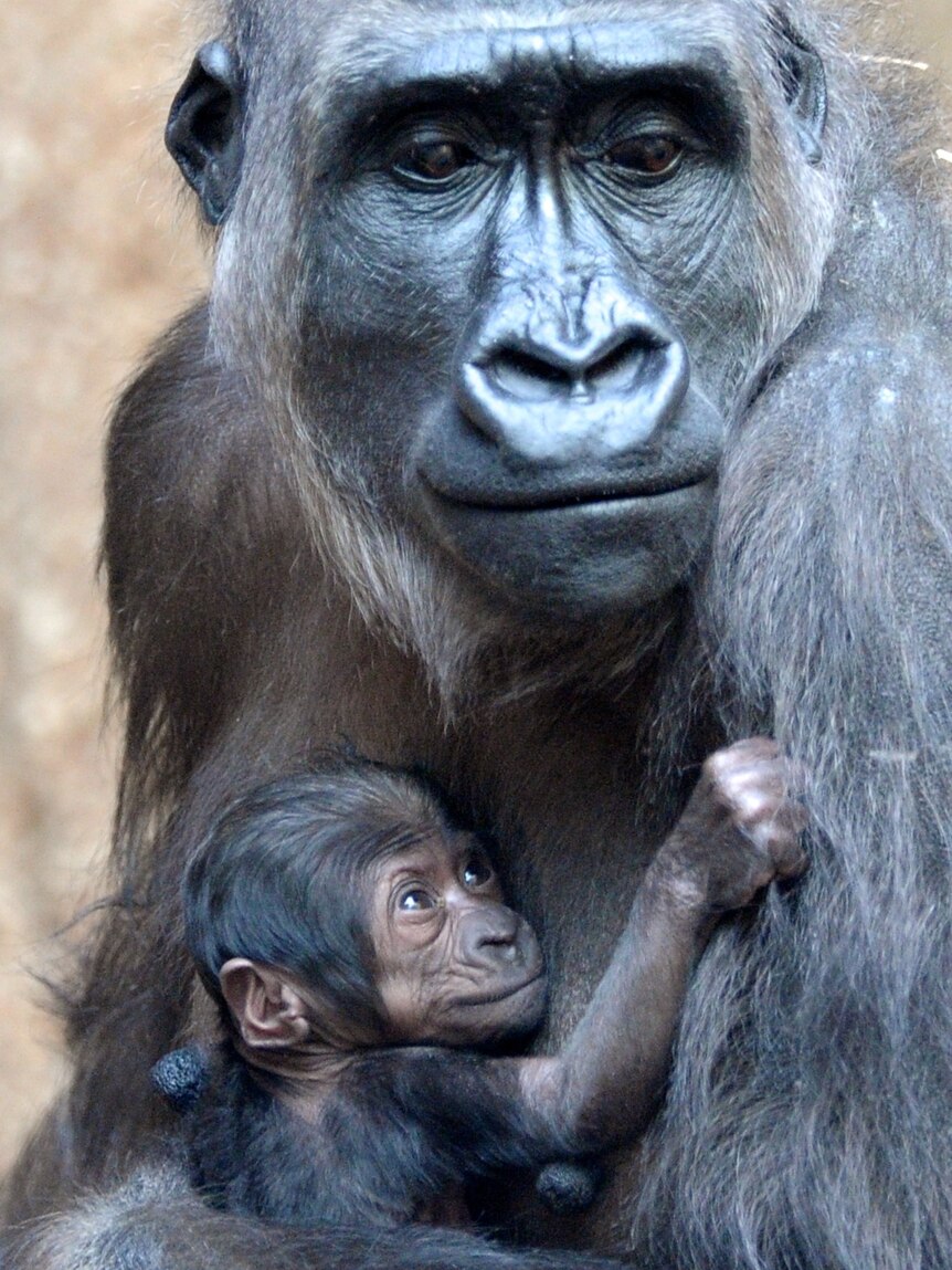 Gorilla mother Kumili holds her baby