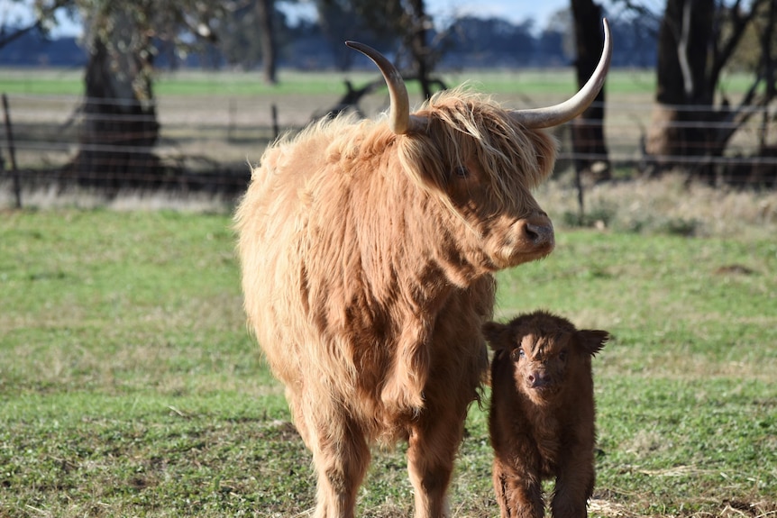 A mother cow with shaggy fringe, long horns with her calf.
