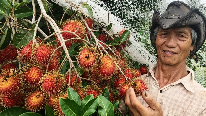 Farmers looks under netting at a large cluster of red, luscious rambutan on the tree