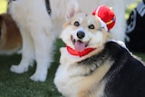 Close up of Arlo the Corgi with his tongue hanging out, wearing a red soft crown 