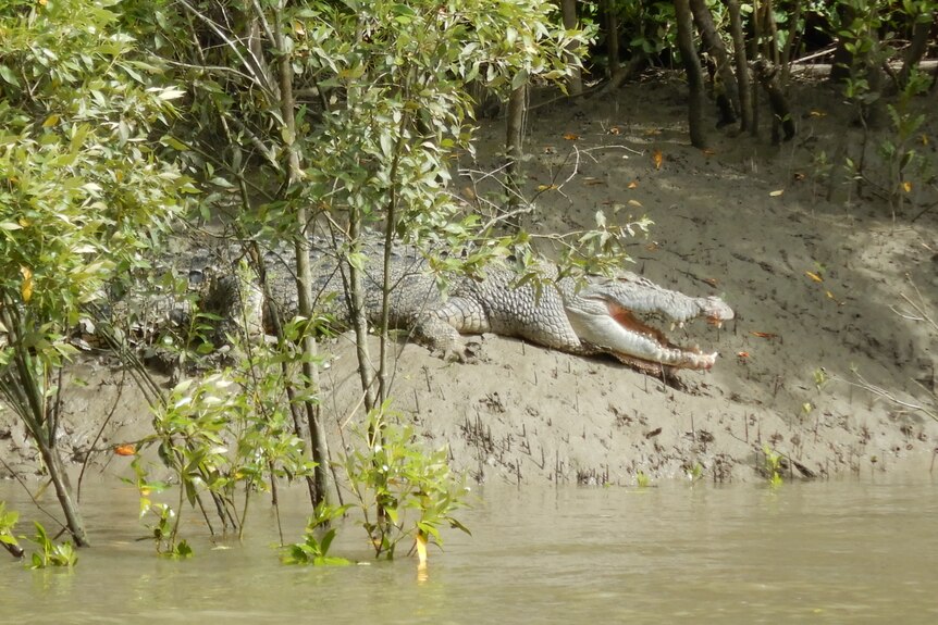 A large crocodile with its mouth open in mangroves, facing towards a waterway.