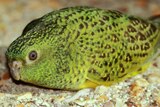 A close up of a green night parrot on the ground