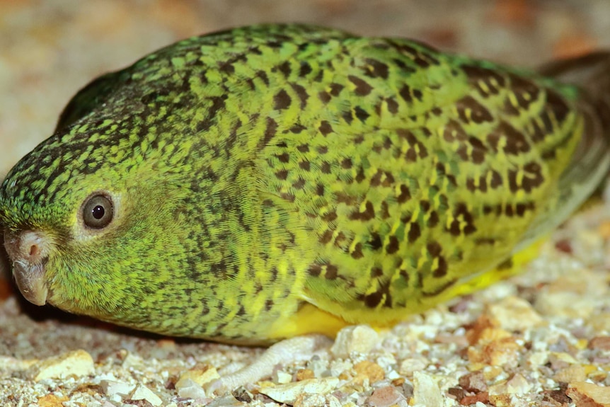 A green night parrot on the ground.