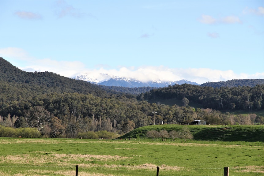 A green paddock in the foreground and a snowy mountain in the background.